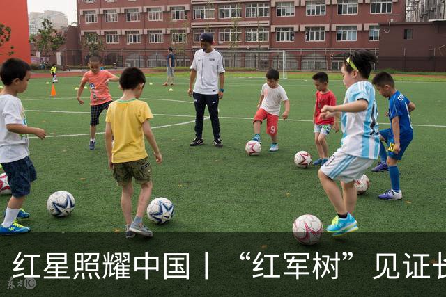 红星照耀中国丨“红军树”见证长征路
